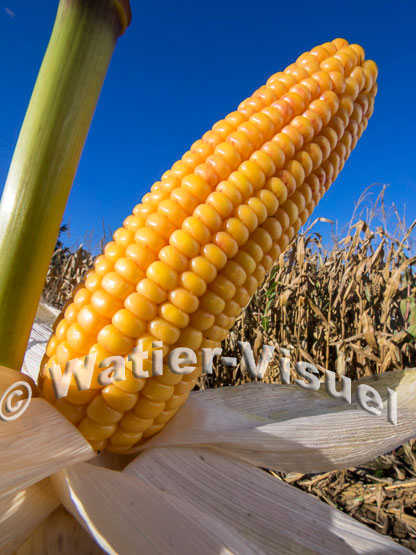 1101D071