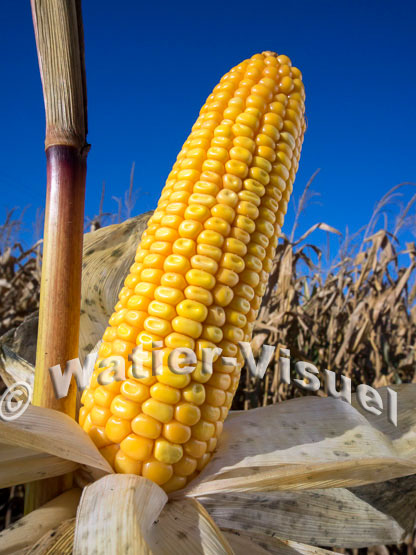 1101D078