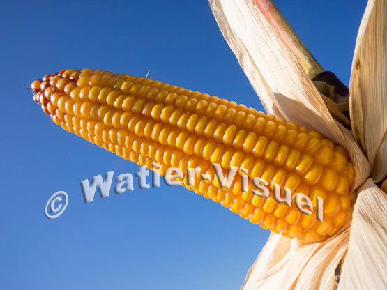 1101D081