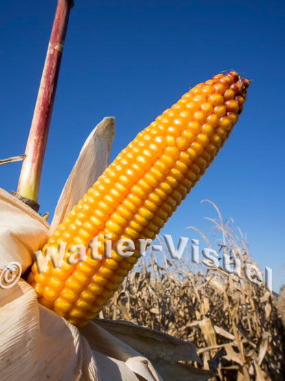 1101D083