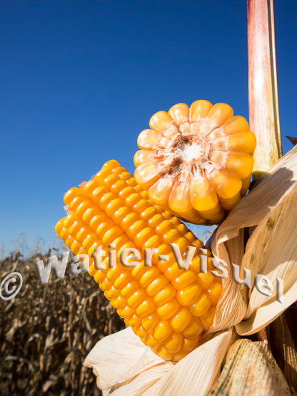 1101D086