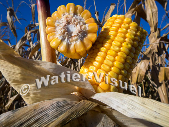 1101D088