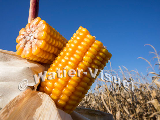 1101D089