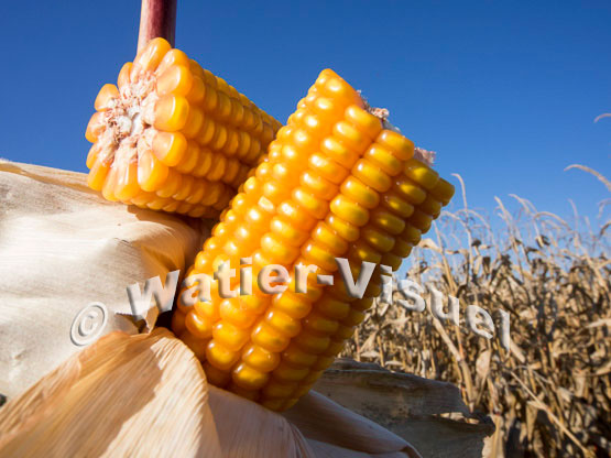 1101D092