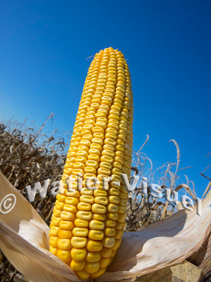 1101D099