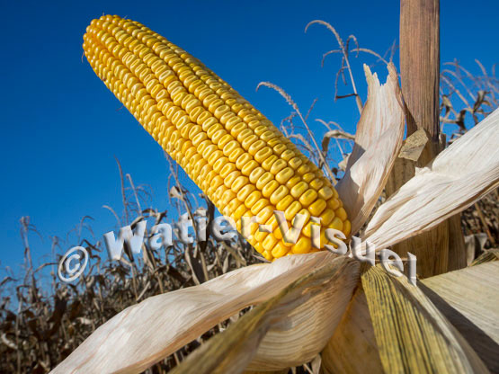 1101D101