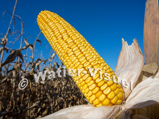 1101D104