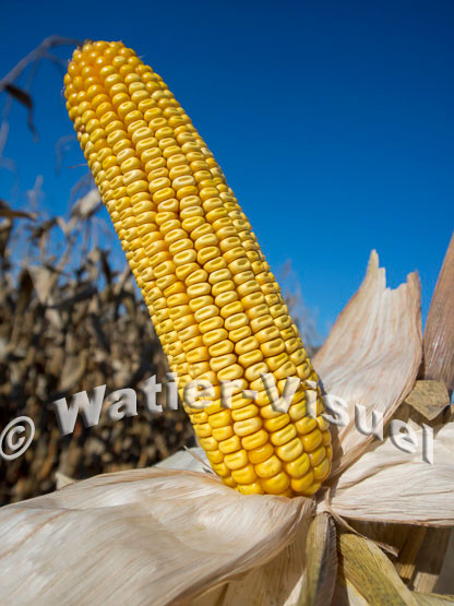 1101D110