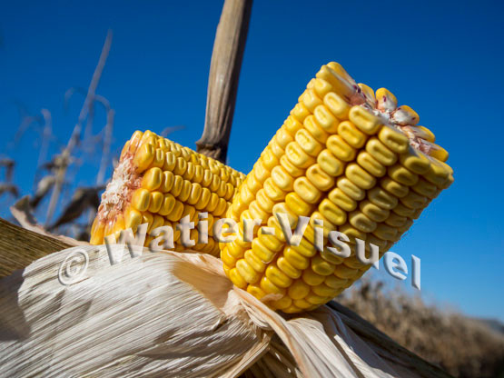 1101D124