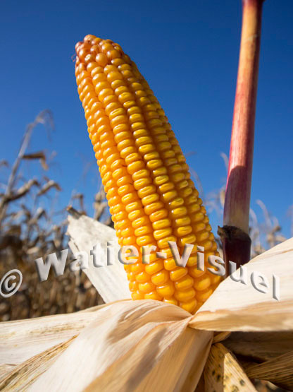 1101D129
