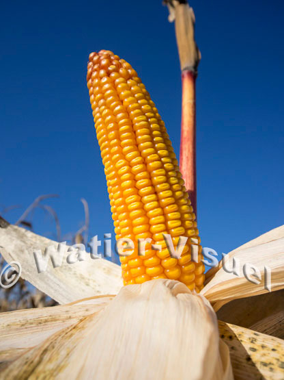 1101D130