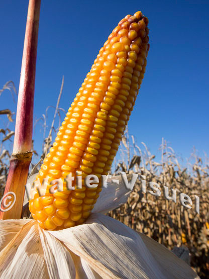1101D133