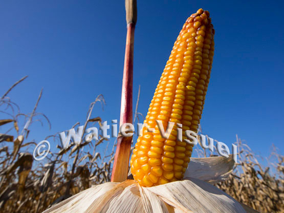 1101D136