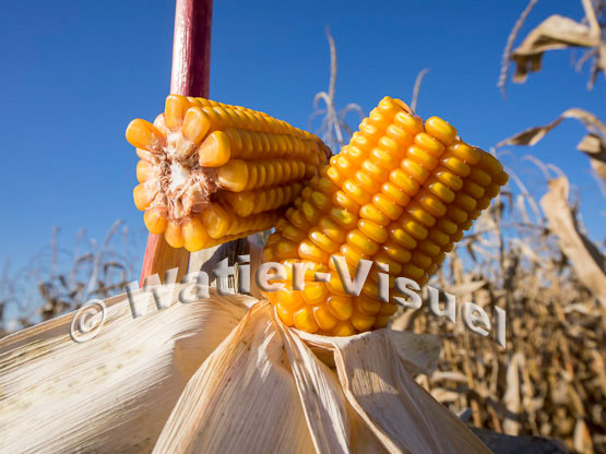 1101D144