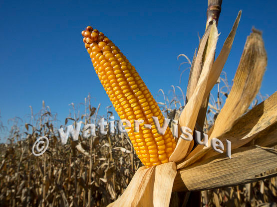 1101D145