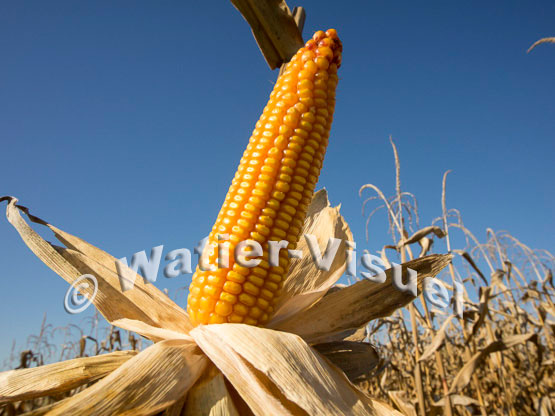 1101D150