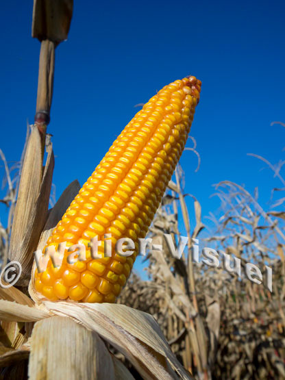 1101D161
