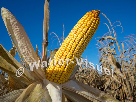 1101D169