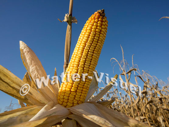 1101D170