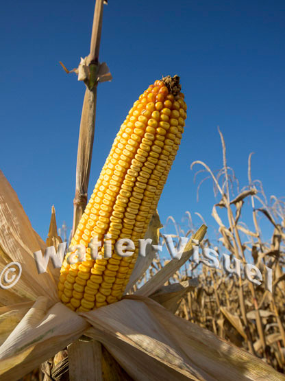1101D171