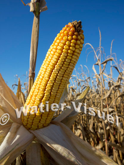 1101D172