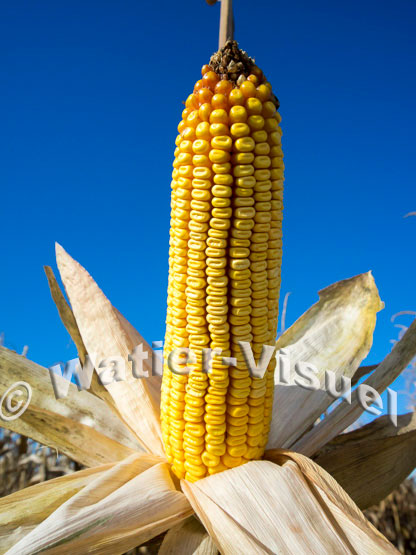 1101D175