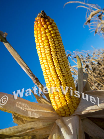 1101D176
