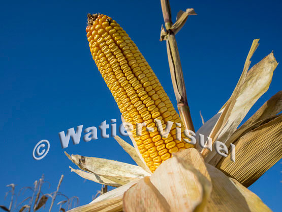 1101D181
