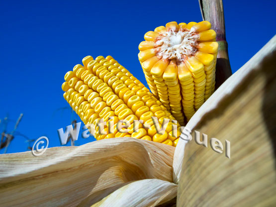 1101D185