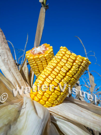 1101D190