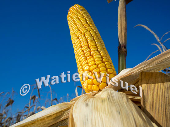 1101D196