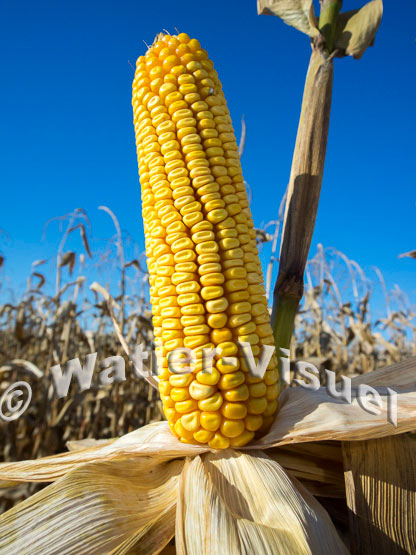 1101D197