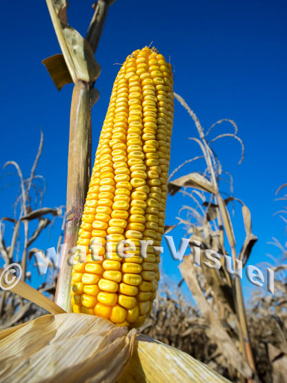 1101D198