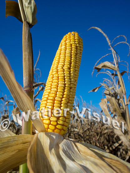 1101D199