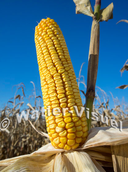 1101D200