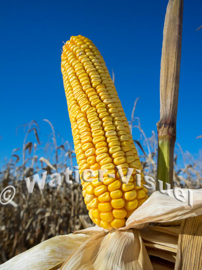 1101D201