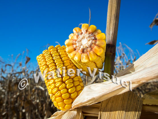 1101D202
