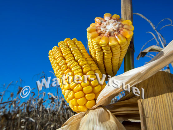 1101D203