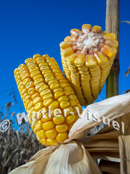 1101D204
