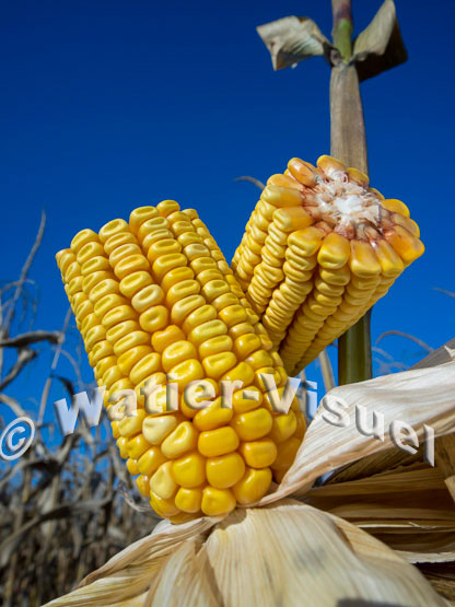1101D205