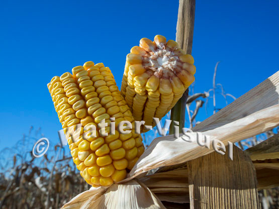 1101D207