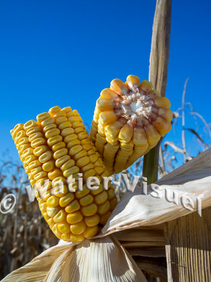 1101D208