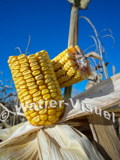 1101D209