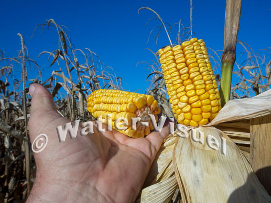 1101D218