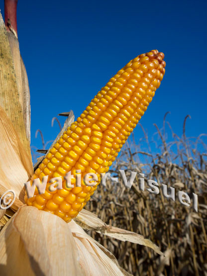 1101D231