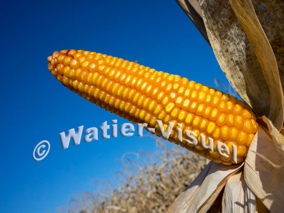 1101D233