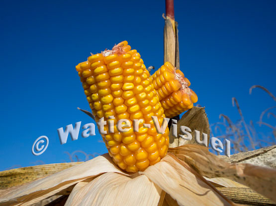 1101D243
