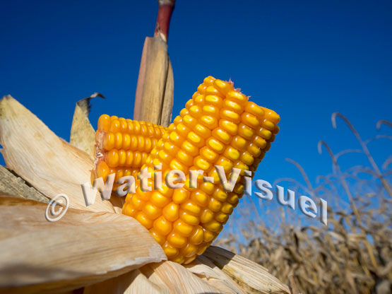 1101D244