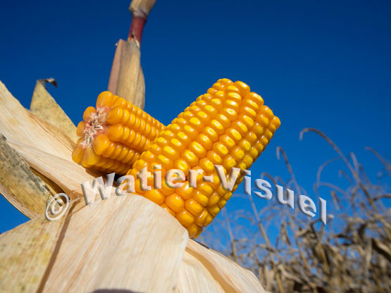 1101D245