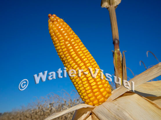 1101D246